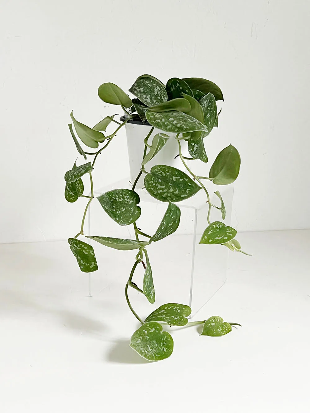 Satin Pothos Plant