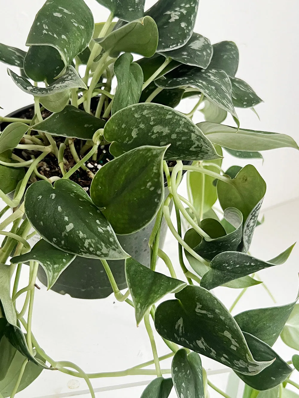 Satin Pothos Plant