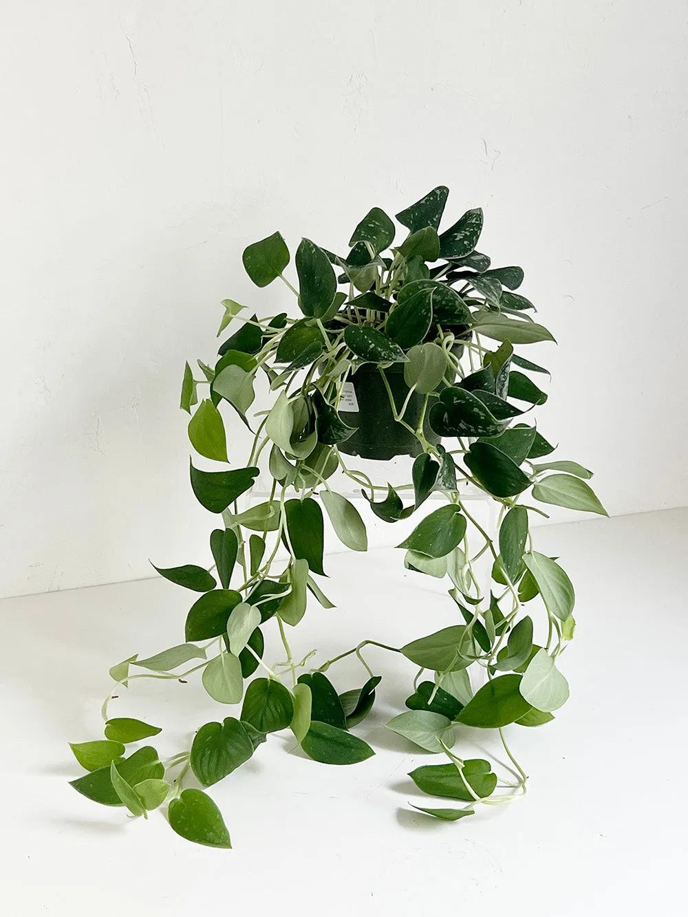 Satin Pothos Plant